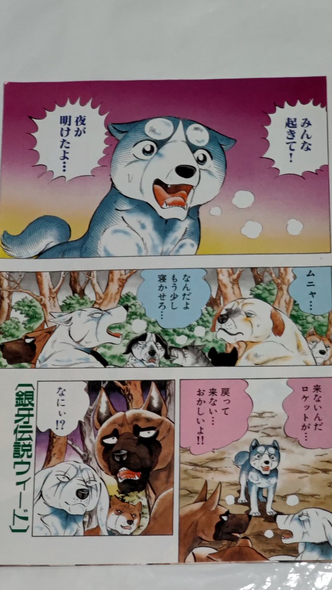 銀牙伝説WEEDの巻頭カラー😆 第123話ですね〜。 和歌山に着