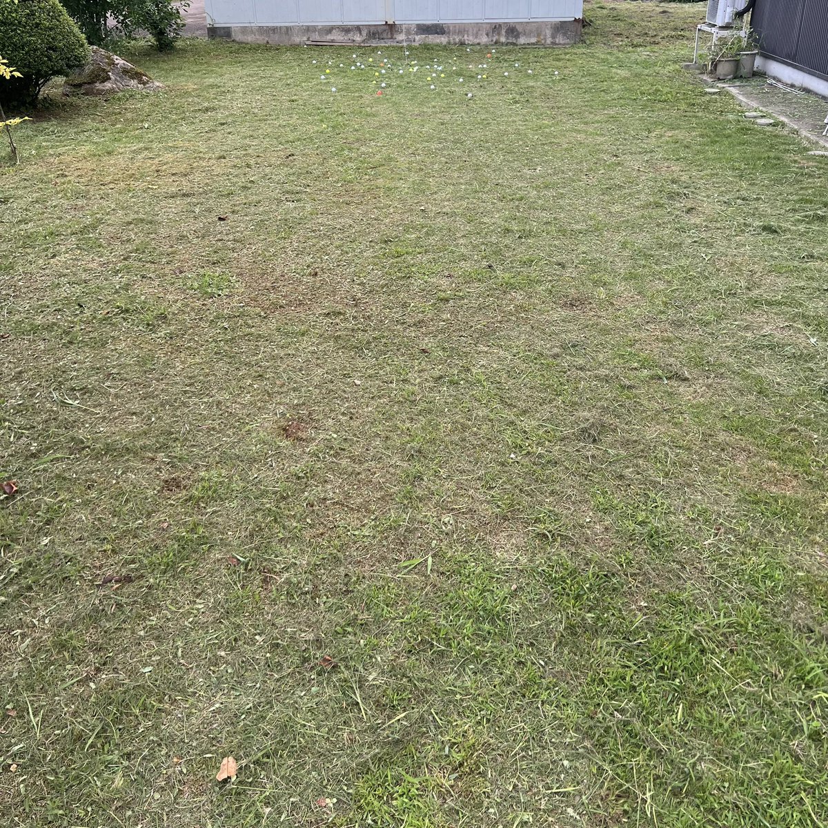 agemogolf's tweet photo. 自宅待機になってしまったので、ひたすら家で60度で14ヤード。奥の小屋壊して30ヤードにしたい
#アプローチ練習 #rtxzipcore https://t.co/0yoAwnRSVQ
