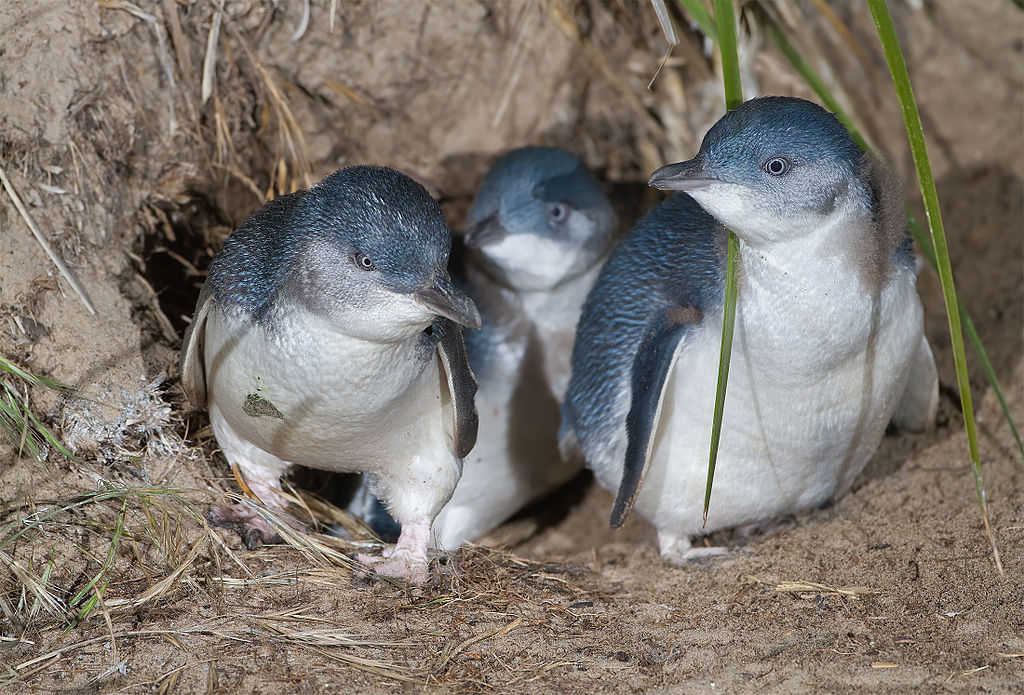 Video cameras show little penguins (Eudyptula minor) prefer quantity over quality prey when hunting under central place foraging constraints: ow.ly/t85E50KkXJp <a href="/g_sutn/">Grace Sutton</a> #RSOS #ecology