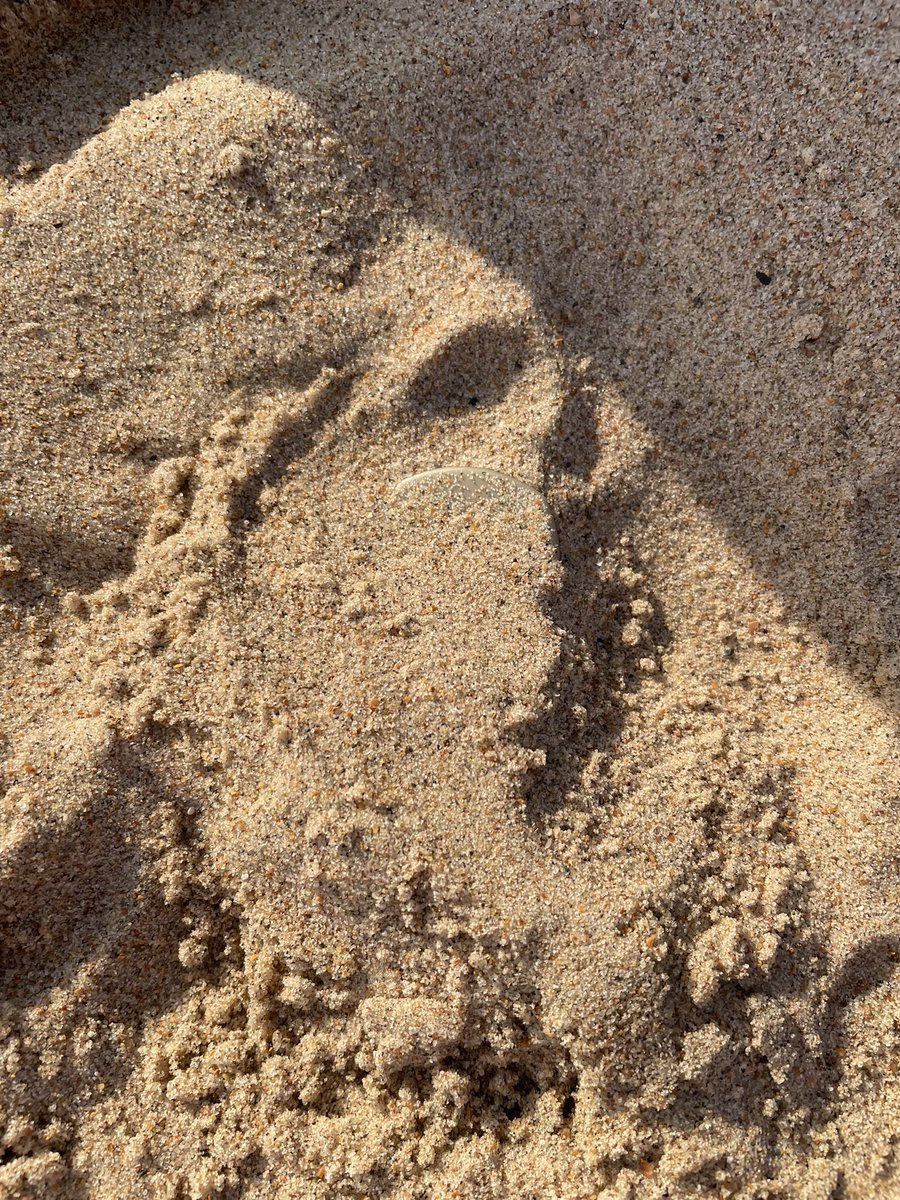 waddells74's tweet photo. From previous tweet ? Find the eye 👁 shape…. Just under is a line …. The #plasticpollution is in photo 2 now can you see it???? @Stevewal63 @des_farrand @CalSocialHermit @CapnSasquatch @LittleJohn_MD @endelstamberg @Hyperion_PSN @MyGarden_Uk @loraineswift1 @raynathetrainer https://t.co/XPWzCkzTGV