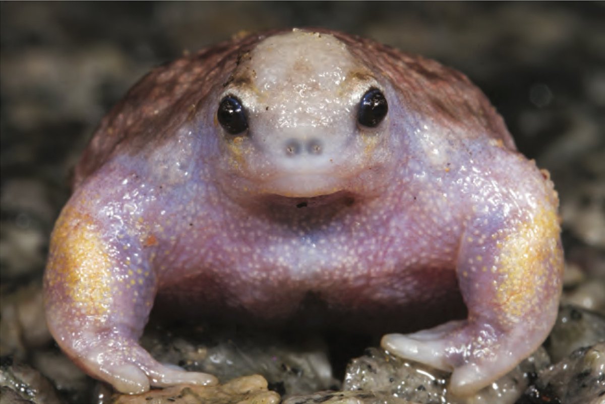 AnimalFactHub's tweet photo. The turtle frog is a species of frog that skips the tadpole stage from Australia

They live in arid sandy areas so they form into frogs within the egg capsule 

#animals #facts https://t.co/jQaX6ayFJI