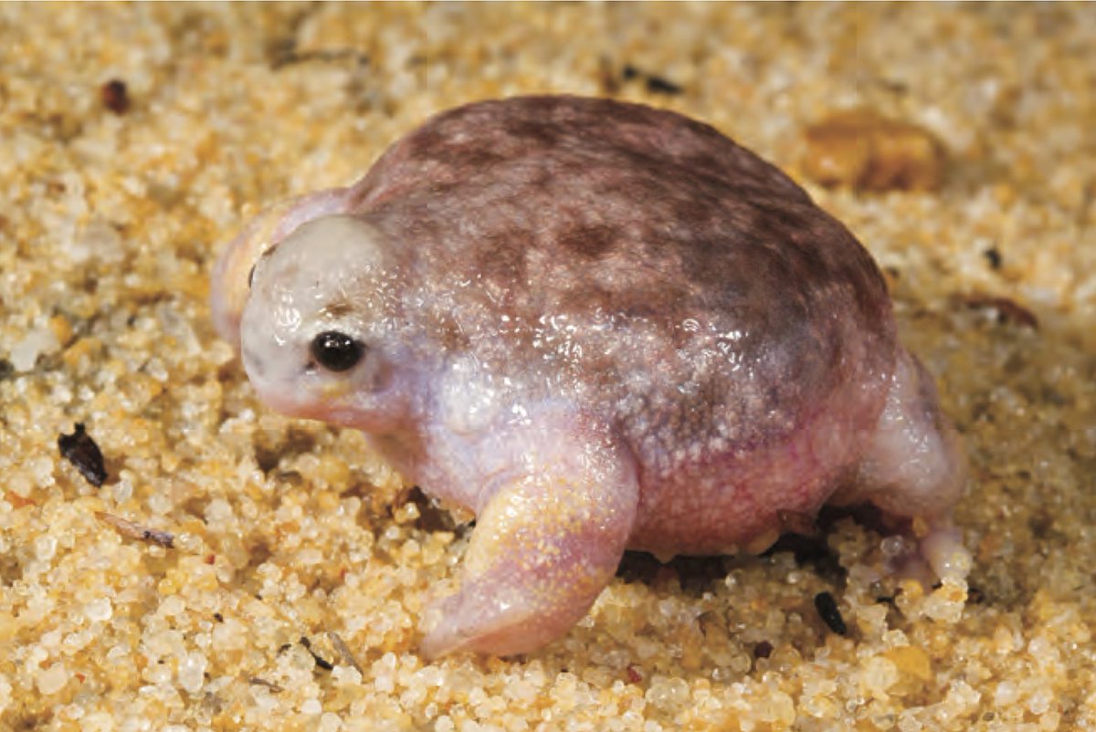 AnimalFactHub's tweet photo. The turtle frog is a species of frog that skips the tadpole stage from Australia

They live in arid sandy areas so they form into frogs within the egg capsule 

#animals #facts https://t.co/jQaX6ayFJI