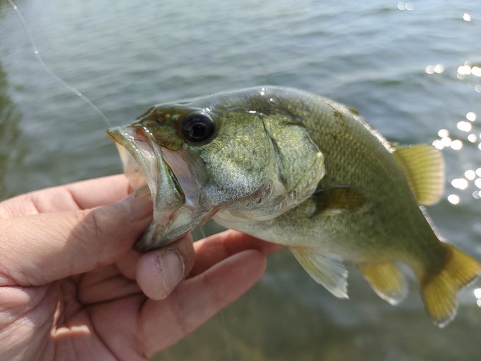 ブラックバスの習性と生態を理解すると釣りが楽しくなる 釣りたいバス釣り日記 Neo Bass Fishing Diary You Want To Fish