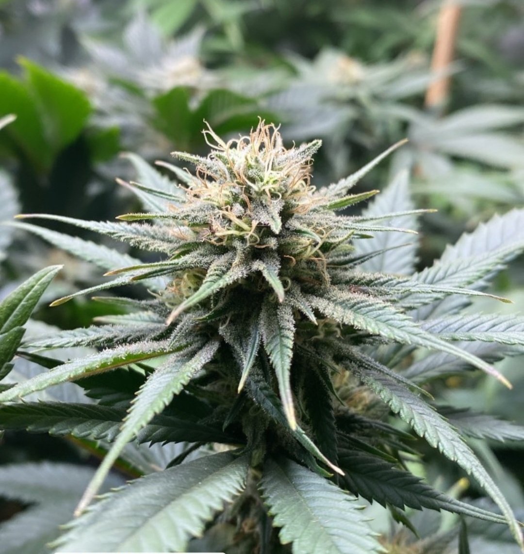 KannabiaSeeds's tweet photo. 📷 BCN DIESEL #CBD by #KannabiaSeeds 🌱 @IntKannabia @Kannabia_Samen @Kannabia_US

📸 Gracias al amigo #kannabista de IG @verdehumo_total 🙏😍💯🧡💚

ℹ️ #BCNDieselCBD #collectionseeds ➡️ https://t.co/9q9LvB7RrG

Fem ♀️ 
#CBDSeeds
Índica dominante

#cbdhealth ⚕️🌿
#cannabisculture https://t.co/5CdDdimgfm