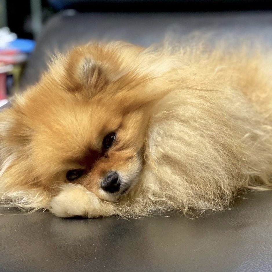 JigPawsDotCom's tweet photo. “I wish it was Monday morning…!” 🐶
#dog #dogbesties #russiantoy #toydog #chihuahua #chihuahuagram #dogsister #londondog #ukdog #chihuahualife #chiwawa #chihuahualiebe #cutestdog #happydog #doggosdoingthings #pomeraniansofinstagram #doggosbeingdoggos #photogifts #jigpaws https://t.co/DODMRZsBPZ