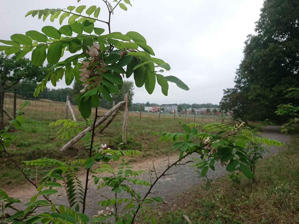 FortHahneberg's tweet photo. Einige junge #Robinien im #Naturschutzgebiet @FortHahneberg stellen ihre rosa Blüten gegen graues Wetter. https://t.co/u5t0vr8k1A