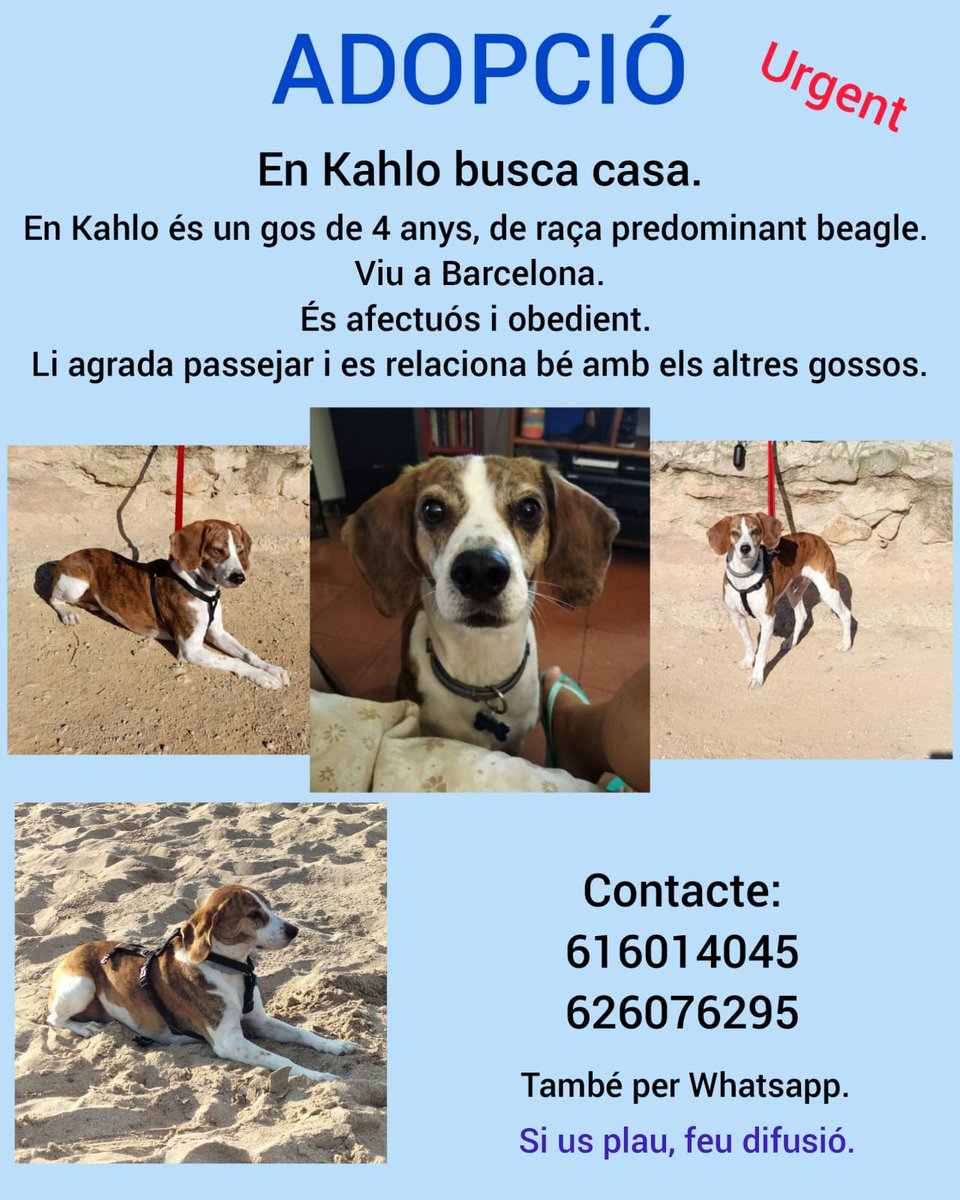 jorotoX's tweet photo. Adopció urgent Barcelona.
Si us plau, doneu-li rt per més difusió, gracies.
Adopción urgente Barcelona. 
Dadle RT para más difusión , gracias.
#gosos #adopcio #barcelona #mascotes #adoptar #animals https://t.co/o0x7IqjvIq