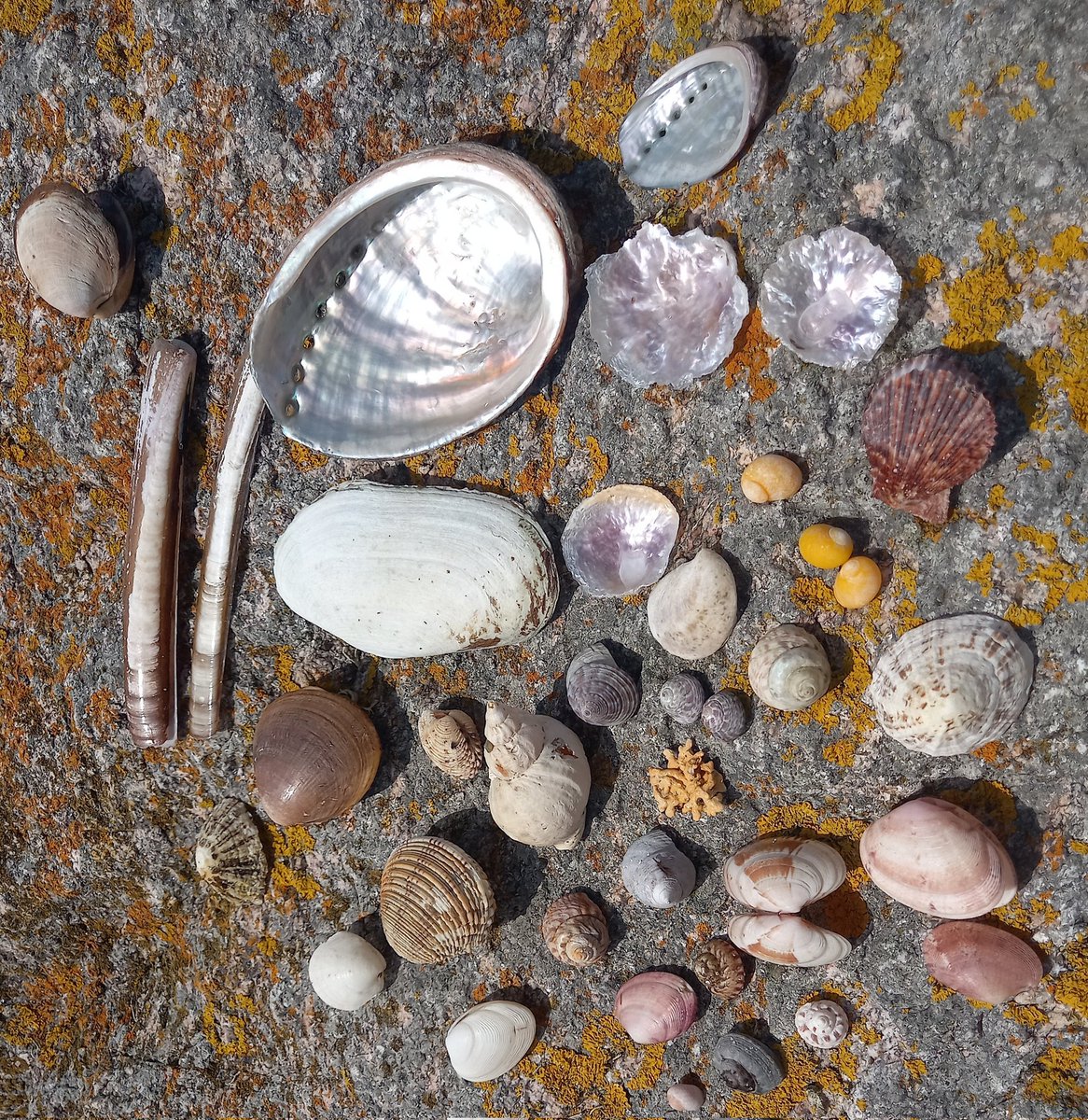 NicolasJouault's tweet photo. Shell collection #Ecrehous - #Ormer #Praire #Razorfish #Limpet #Winkle #Sunsetshell #Whelk #cockle https://t.co/1pGZtqt0xE