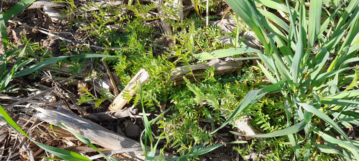 Integral Agropecuaria SRL tweet media