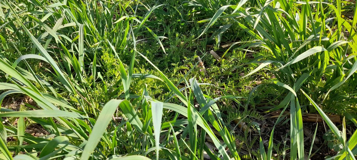 Integral Agropecuaria SRL tweet media