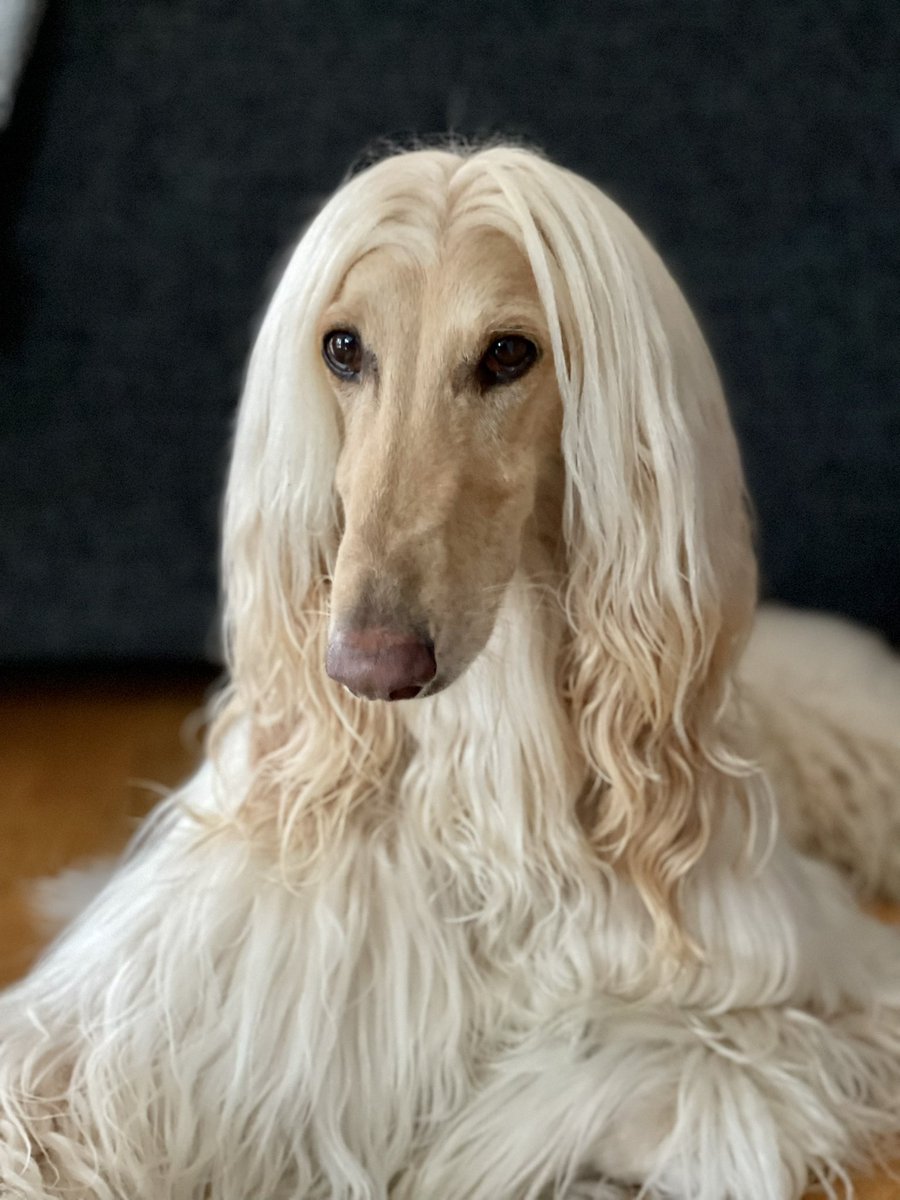 PlymIngrid's tweet photo. Hello, yesterday was my owners Birthday, and today we are going to have a party! 🥰 https://t.co/rTKiV0SJaH