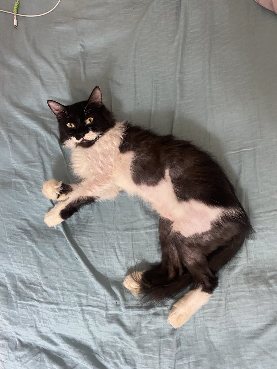 Lynnnoor's tweet photo. Anyone interested utk jaga kucing ni? Nama dia Niko. Umur 3 tahun. Kad vaksin disediakan. Sbb tak boleh jaga, dia tak ngam dgn kucing kitaorg lagi satu. Asyik bergaduh je. Kalau berminat boleh DM ya. 
Tolong RT. https://t.co/zsLQrbNqMm