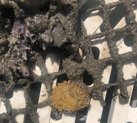 FLOceanographic's tweet photo. Our Research team assisted a @FloridaTech masters student w/ a Living Dock assessment at the @ManateeCenter in Fort Pierce. After a year of deployment, a plethora of different species were observed on the mats, including #sponges, #tunicates, #oysters and #worms. #science #stem https://t.co/0pvizx5TcA