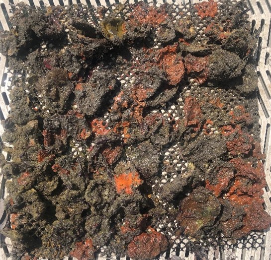 FLOceanographic's tweet photo. Our Research team assisted a @FloridaTech masters student w/ a Living Dock assessment at the @ManateeCenter in Fort Pierce. After a year of deployment, a plethora of different species were observed on the mats, including #sponges, #tunicates, #oysters and #worms. #science #stem https://t.co/0pvizx5TcA
