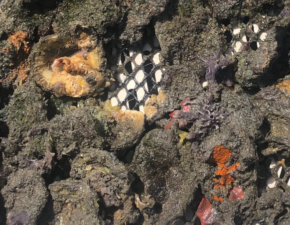 FLOceanographic's tweet photo. Our Research team assisted a @FloridaTech masters student w/ a Living Dock assessment at the @ManateeCenter in Fort Pierce. After a year of deployment, a plethora of different species were observed on the mats, including #sponges, #tunicates, #oysters and #worms. #science #stem https://t.co/0pvizx5TcA
