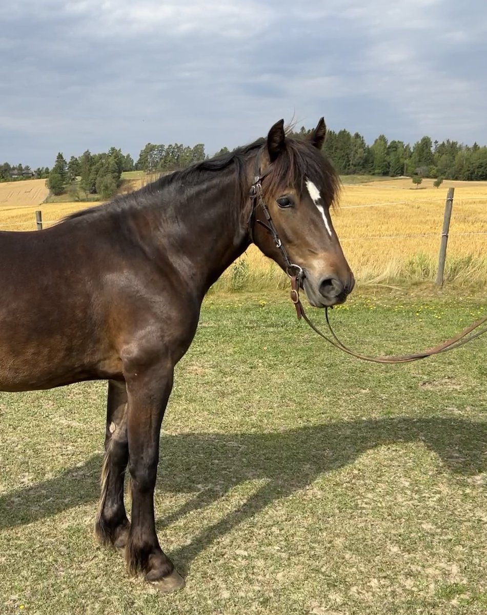 MStinemb's tweet photo. Sjekk ut lekre Frøyu Frikk her! 🤩 https://t.co/by6vM5zoyz #klasseløpsauksjon #stallfrøyu #teambendiksen https://t.co/66RmYANvwJ