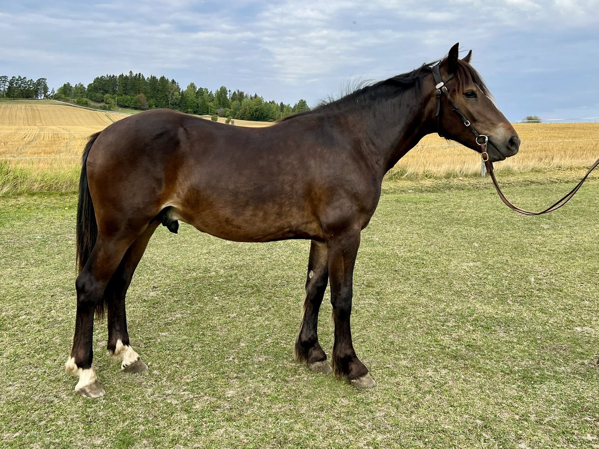 MStinemb's tweet photo. Sjekk ut lekre Frøyu Frikk her! 🤩 https://t.co/by6vM5zoyz #klasseløpsauksjon #stallfrøyu #teambendiksen https://t.co/66RmYANvwJ