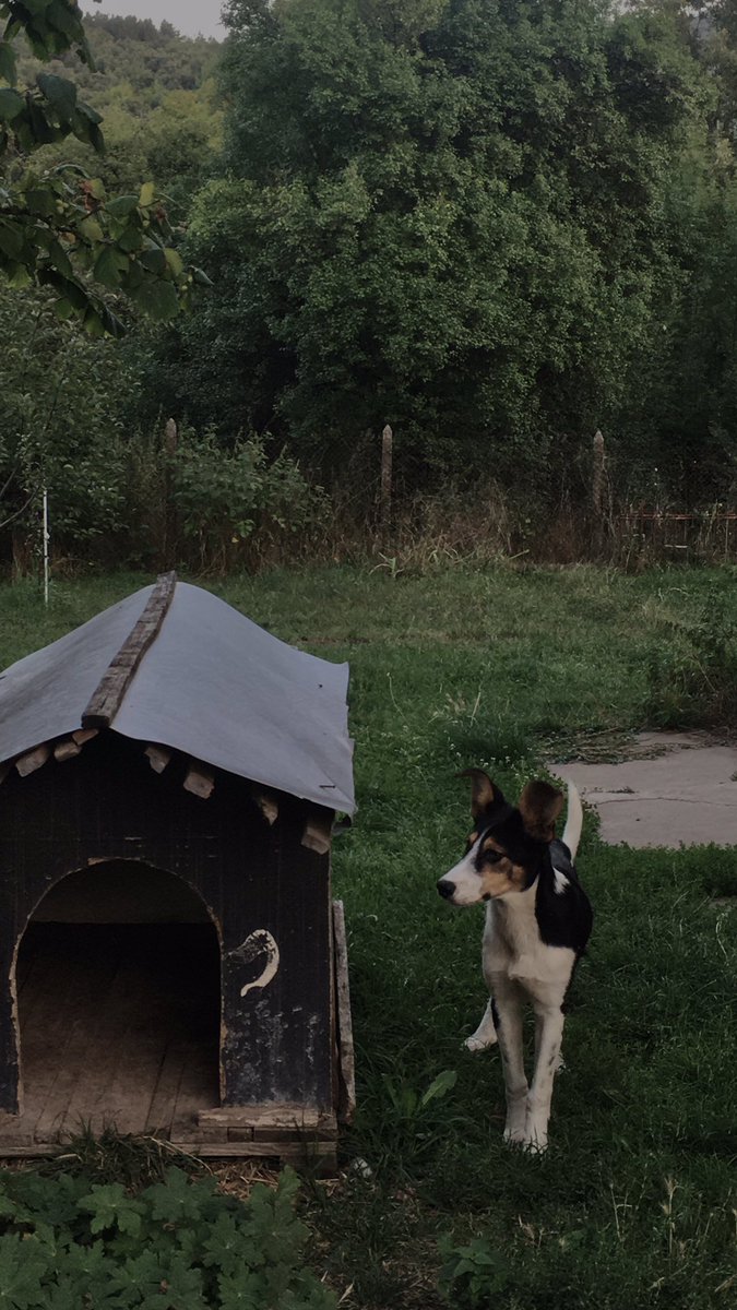 viickysj's tweet photo. berta y topcho🐾🥰 https://t.co/vBONr4bmdy
