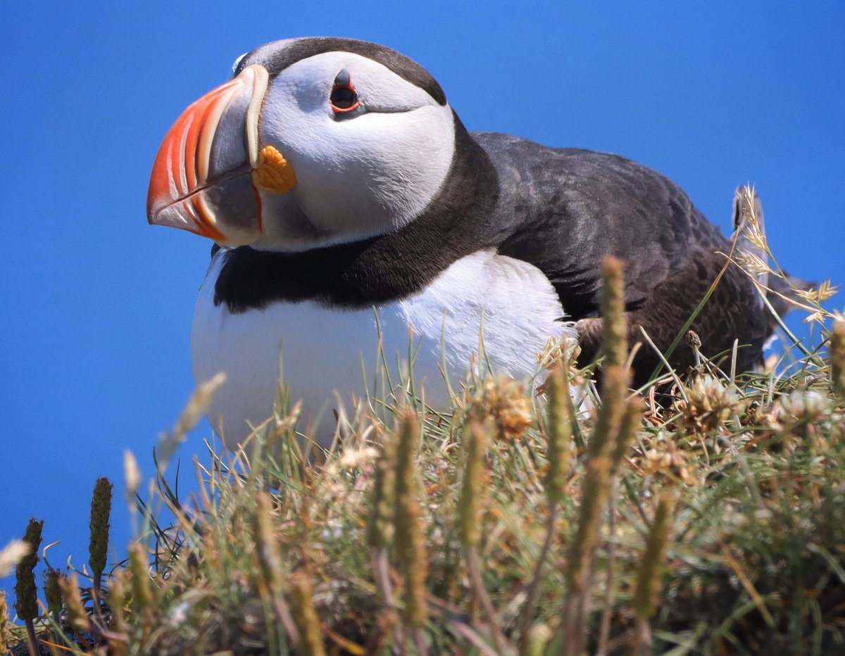 PeterPuffin4's tweet photo. That satisfied Saturday feeling. https://t.co/g9lsTvQYSf