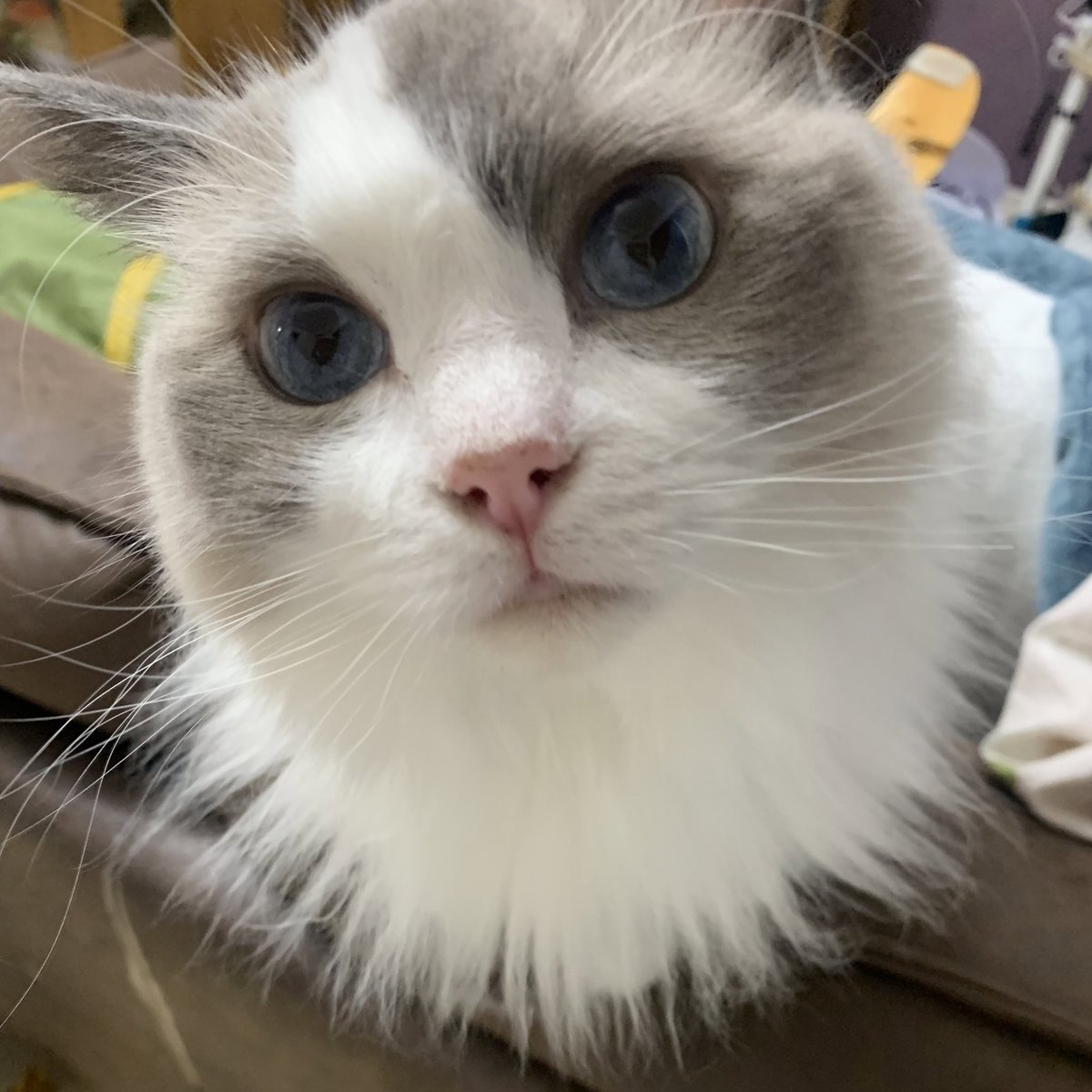 AloeLuna67's tweet photo. あざといね〜可愛いね〜

#猫好きさんと繋がりたい #猫のいる生活 #ねこ #ラグドール https://t.co/OrgYXlqM8c