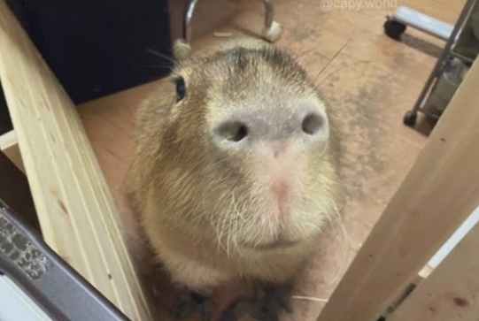 TrueEnderRB tweet media