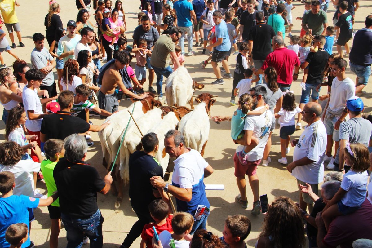 Arganda_Ayto's tweet photo. La ganadería Toros de Santander Redondo ha realizado una trashumancia de bueyes pequeños por la calle San Juan con final en la Plaza de la Constitución #Arganda https://t.co/fZG2veGaHG