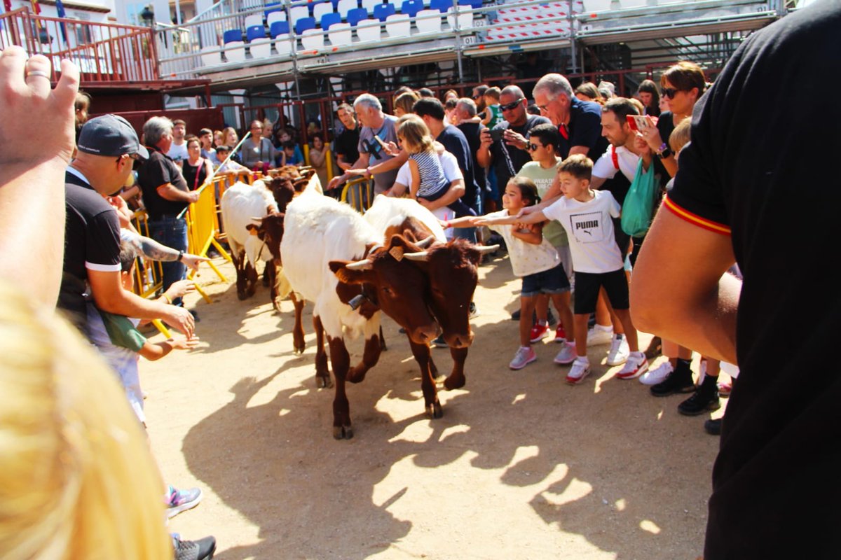 Arganda_Ayto's tweet photo. La ganadería Toros de Santander Redondo ha realizado una trashumancia de bueyes pequeños por la calle San Juan con final en la Plaza de la Constitución #Arganda https://t.co/fZG2veGaHG
