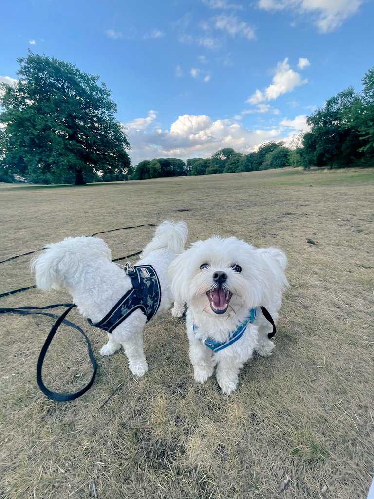 Bit of a tough week, physically and mentally😪 but day made yesterday when I spent some extra time with a patient talking about dogs and seeing her tears of joy when I was showing her pictures of the boys🤍 Coincidentally it was also #InternationalDogDay yesterday! 🐶