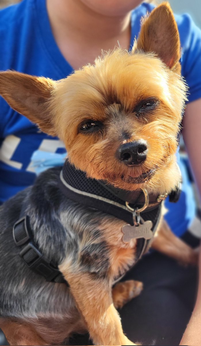 EmmaMelv's tweet photo. @well_cymoedd This is George and he's 10. The problem is he thinks he a Rottweiler. https://t.co/40EHF4QpaR