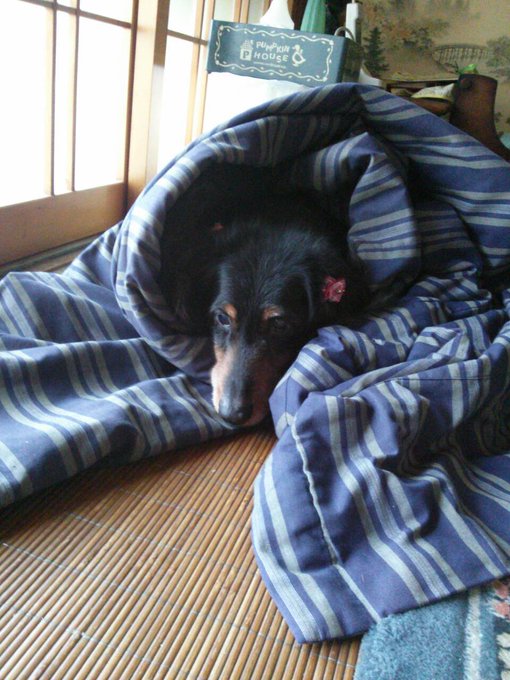 うちのパッパ、スマホ駄目になって保存してた画像とかも全部駄目だったらしく亡くなった祖母と飼い犬の写真が…と意気消沈してたからワイが持ってた愛犬と祖母の写真全部送りつけてやったわ
冬に着てた俺のどんぶく噛んで引っ張るからなんやねんと脱いで渡したらくるまって寝始めた写真好き 