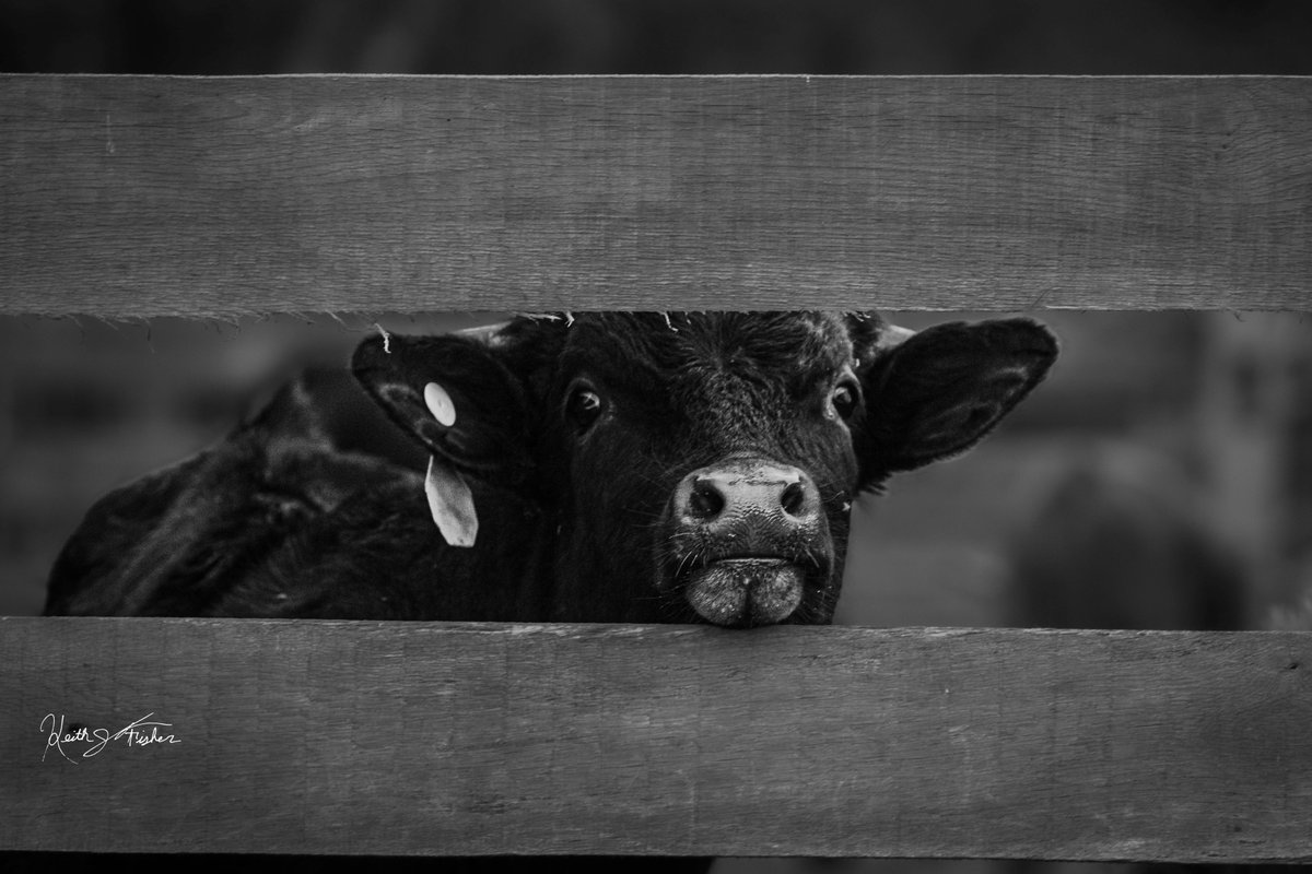 KeithJFisher's tweet photo. “Peek A Moo”
~~~~~~~~~~
#naturephotography #naturefirst #outdoors #neverstopexploring #ourplanet #creativematters #peekamoo #cow #cows #fence #playtime #animals #ranch #farm #cattle #farmanimals #livestock #blackandwhite #blackandwhitephotography #art #fineartphotography https://t.co/Fl214yMW81