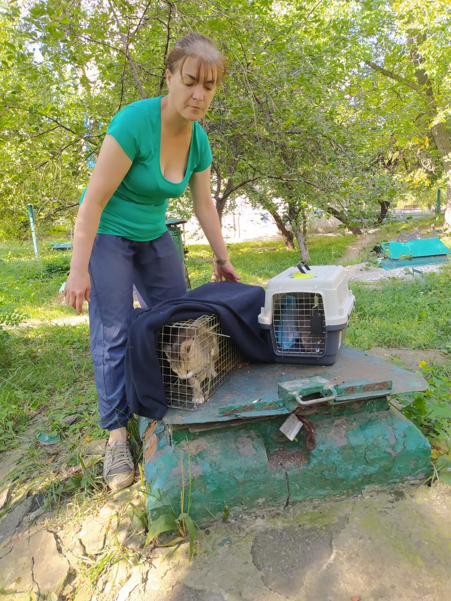 DimNadii's tweet photo. #Castration of animals is very important as never before. We catch, organize sterilization,castration,observation until recovery.
#ukraineanimals #animalsukraine #pleasedonate #rescueukraine #helpanimals #animalsneedhelp #waranimals #kriegstiere #tierschutzverein #wirrettentiere https://t.co/cMz5A6a8sr