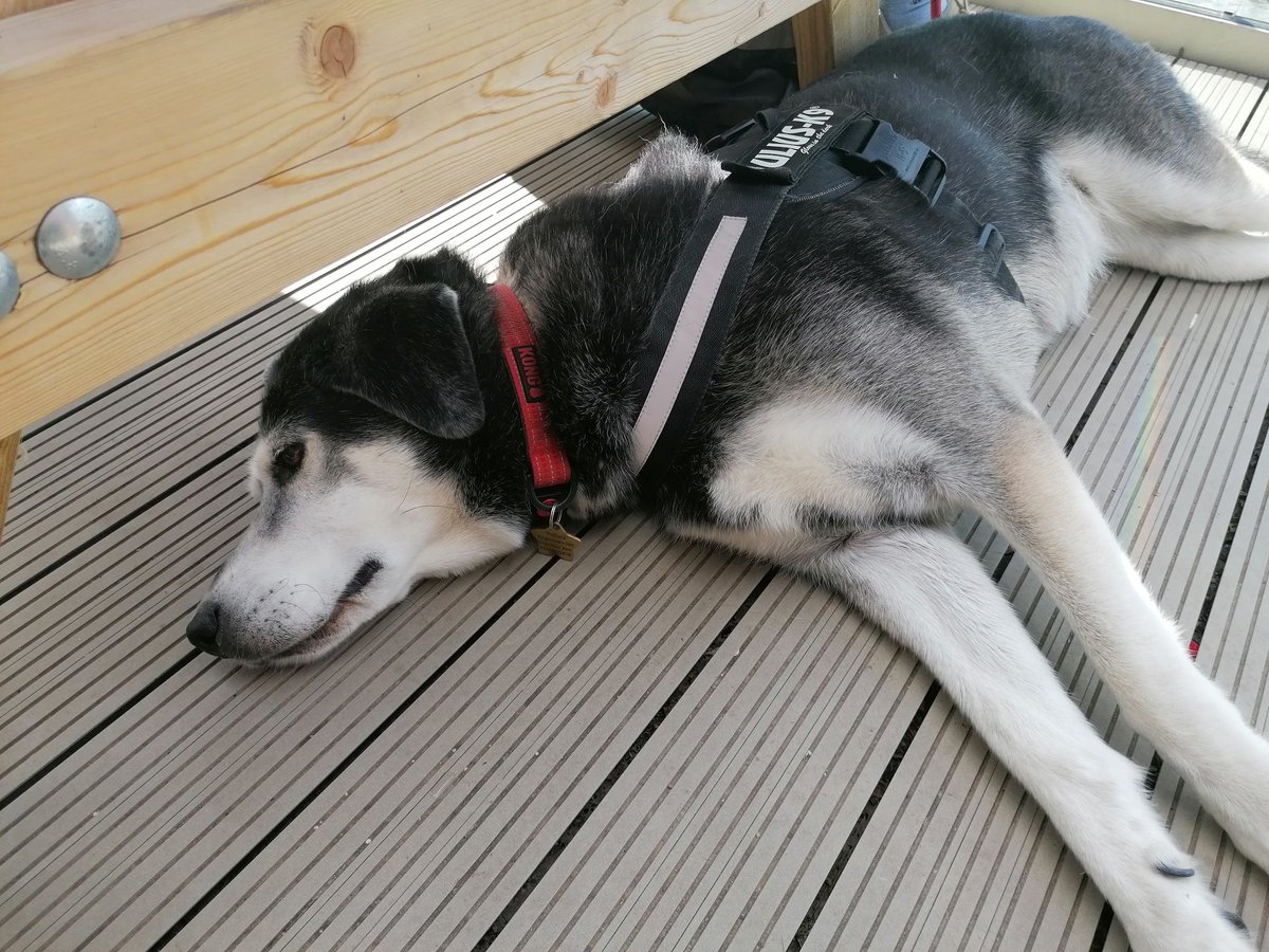 UpTheRdTheatre's tweet photo. Willow keeping a close eye on her master at the dinghy sailing in Norfolk... #MerlinRocket #OultonBroad #dogs #Husky #labrador https://t.co/b7Qw9JdeU6