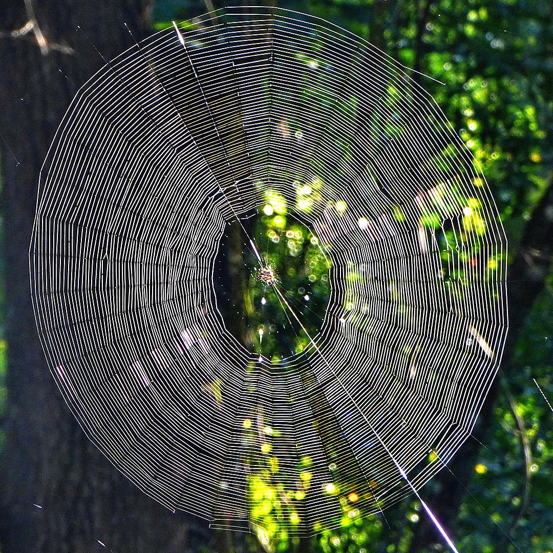 Webbed Sphere Wonder of Science on Twitter: