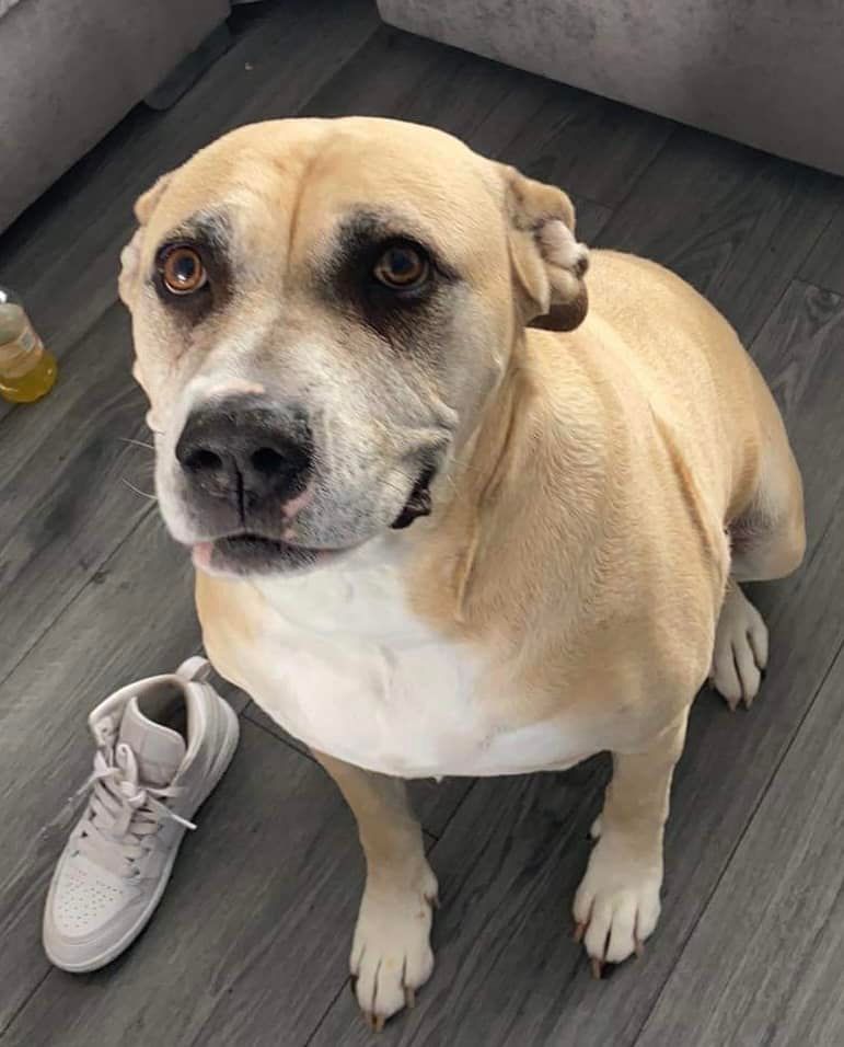 AdoptionsUk's tweet photo. Please retweet to help Stormy find a home #ESSEX #UK 

Aged 9, she is looking for a home as the only pet with any children aged 9+. 
DETAILS or APPLY👇
https://t.co/S7BYdQURea
#dogs #DogsOnTwitter  #AdoptDontShop https://t.co/xRKhi0ZvgF