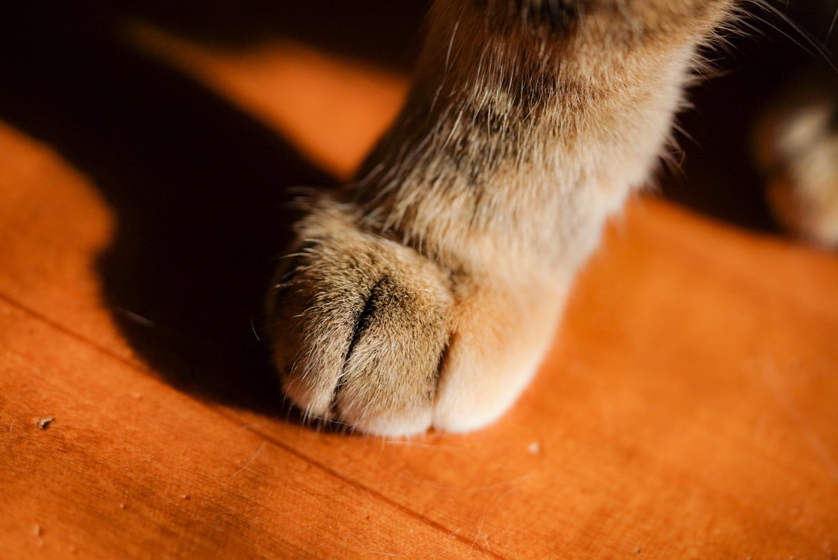 yamarider619's tweet photo. 猫カフェ最高🐈‍⬛
ねこの足がすごい好き
#猫か��ぇねこぱんち https://t.co/A7sMHJNkUp
