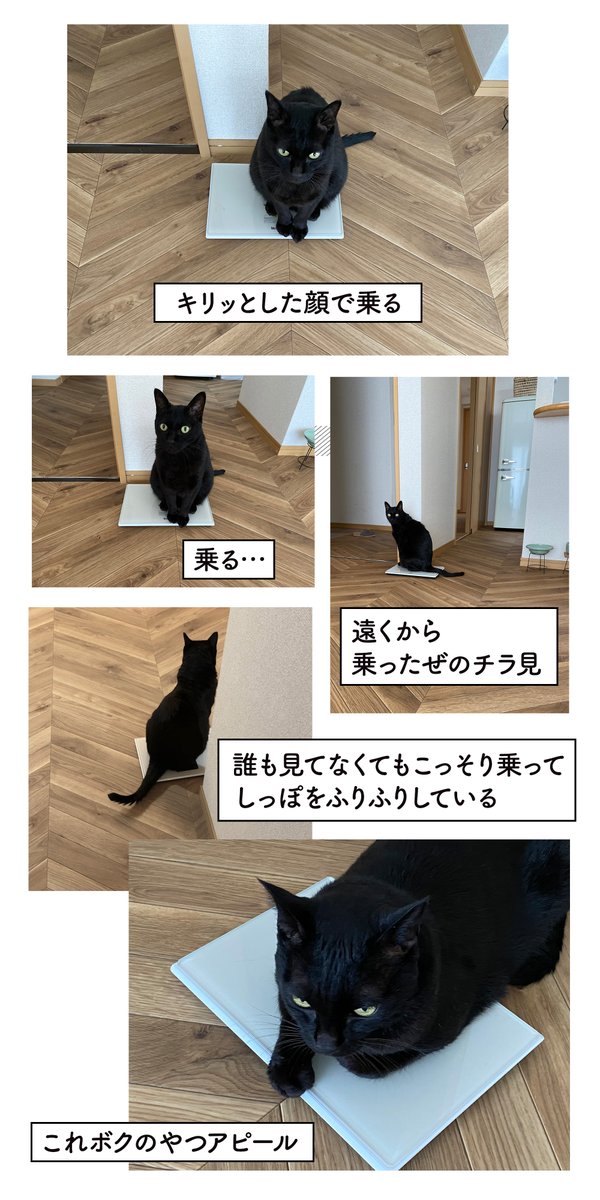 体重計を(色んな意味で)使いこなすねこの日記 #ろんの絵日記 