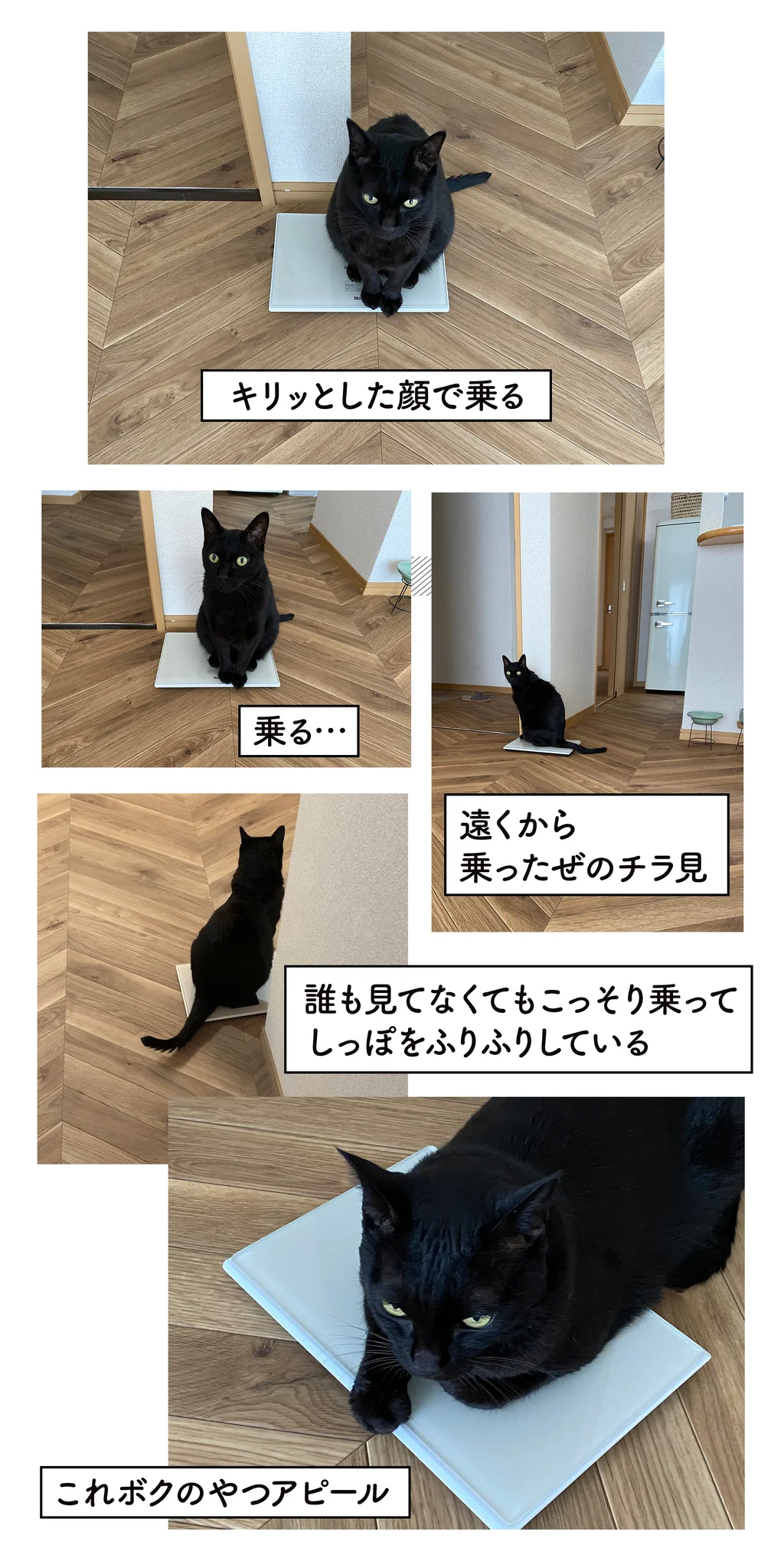 可愛くて癒される！愛猫と体重計のお話を描いた猫漫画！