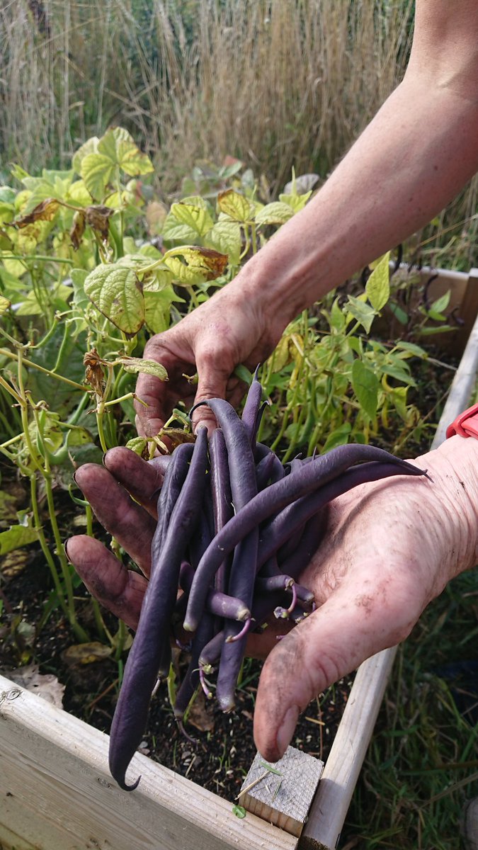 TomUllathorne's tweet photo. Great to harvest the fruits of @haston_jane labours in Fraser Park @PumpherstonCC .. If you're passing, make sure to take a bag of tasty fresh tatties, onions, courgettes and beans 🥰🌰🥔🫘🌿

#FoodSovereignty 👍 https://t.co/WPG9ZM9HwC