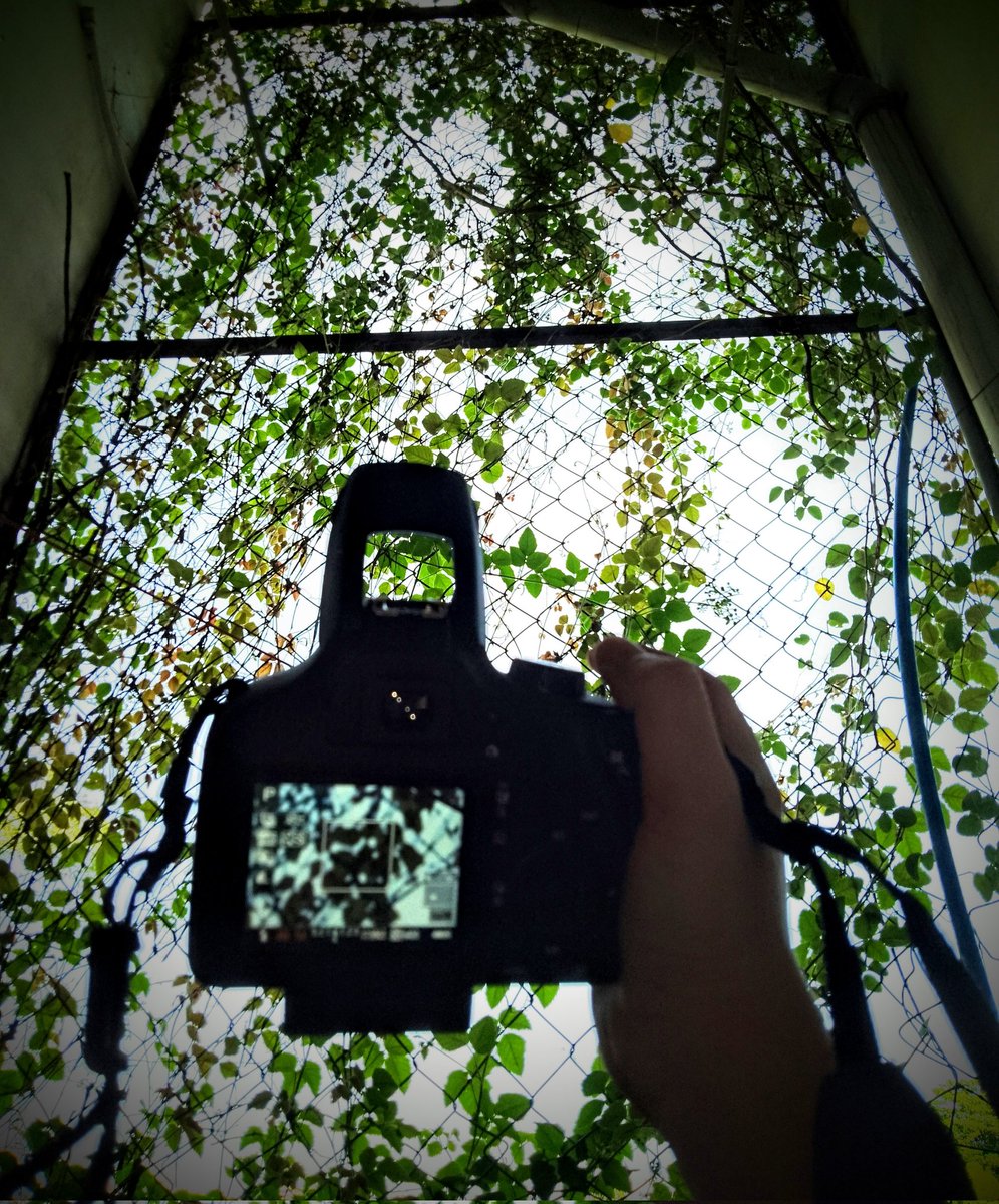 TrachNguyen1's tweet photo. canon 3000 https://t.co/ZOgebvLlbE