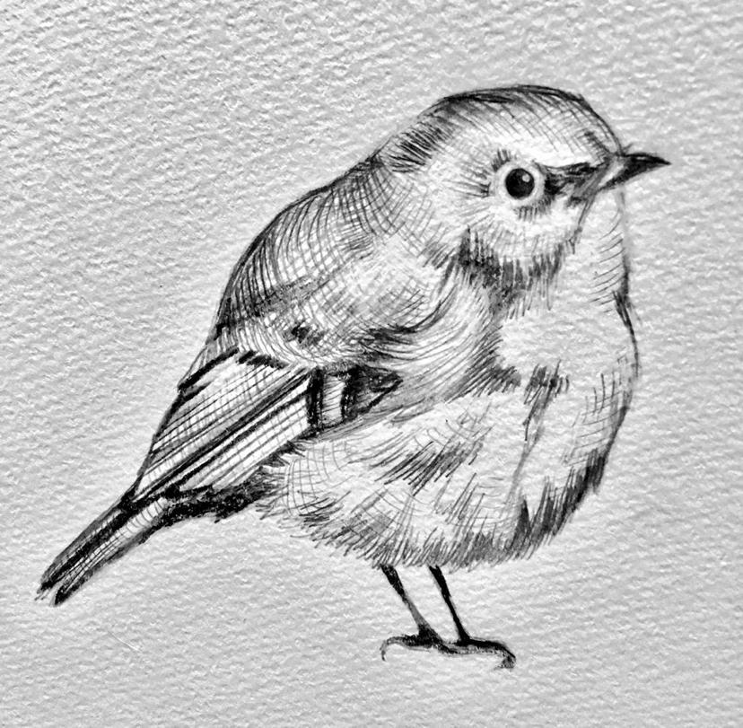 原画がどこにいったか分からない ミミズクのペン画イラストです。 年内