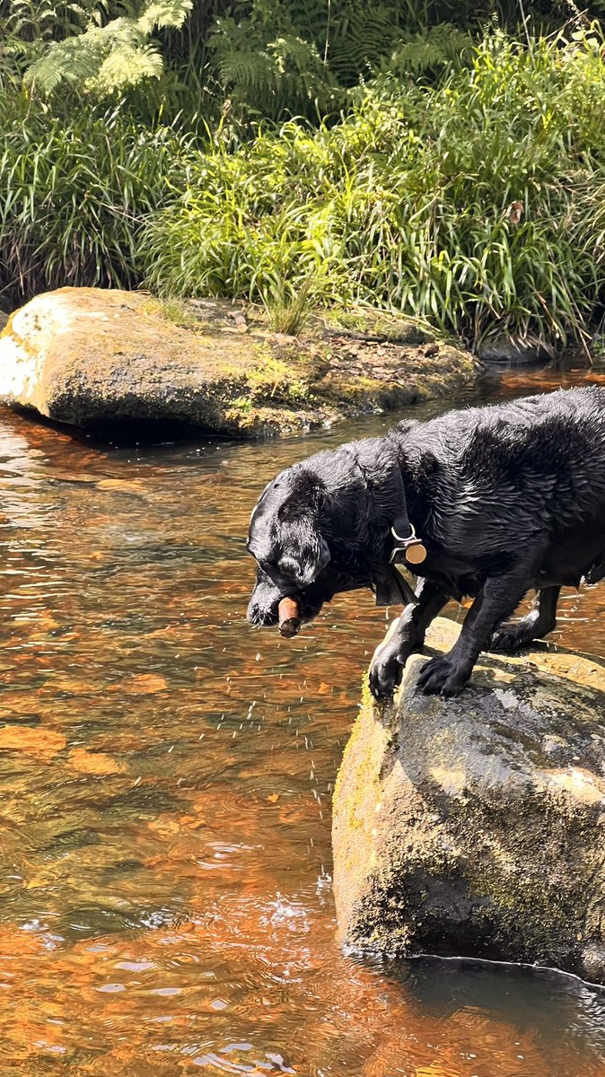 UkNadventures's tweet photo. Milo having fun #dogwalks #riverwalks https://t.co/2hY7IPvYI5