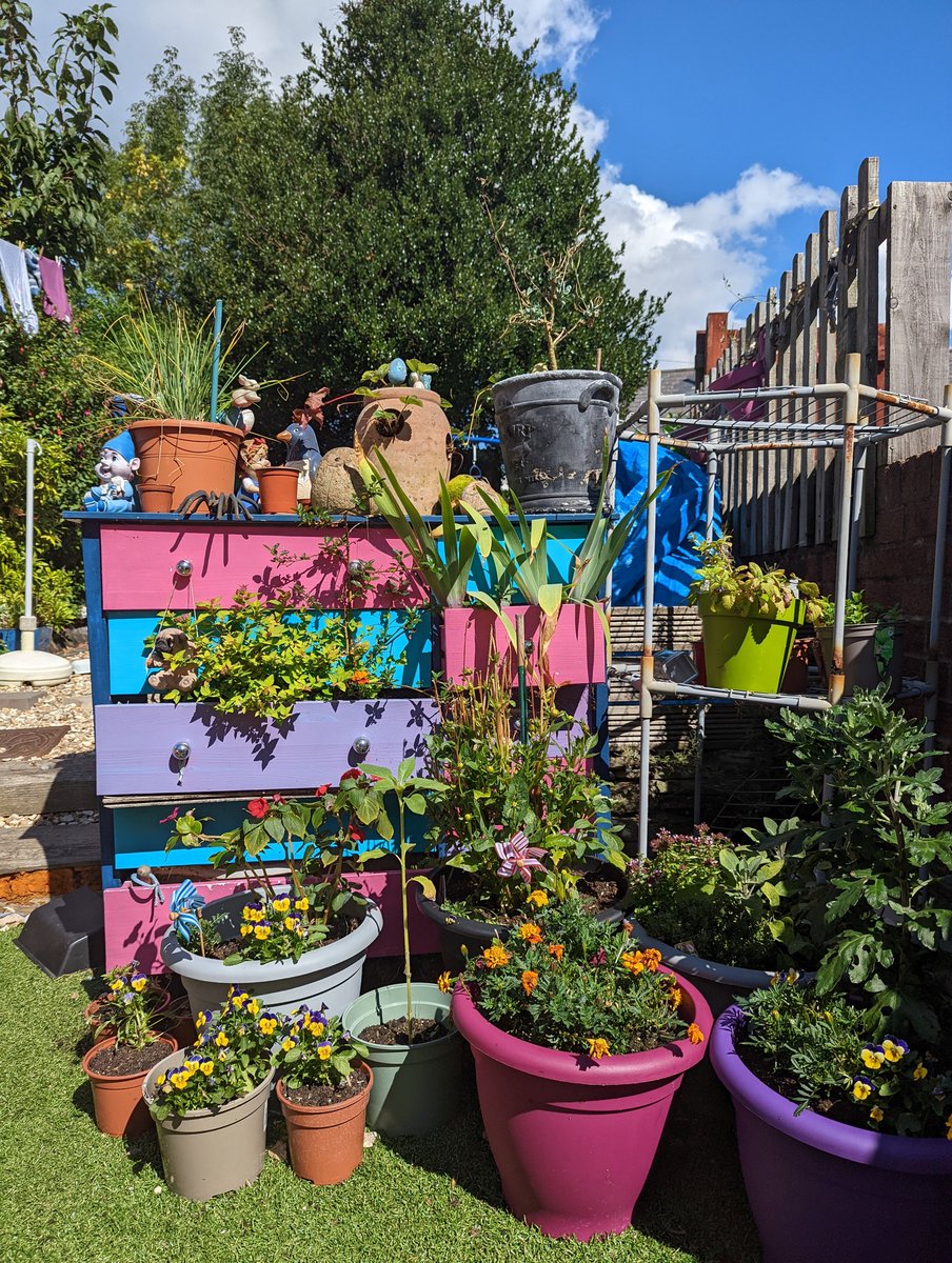 TillyBoo_APD's tweet photo. Our little garden https://t.co/AocwIYSg7h
