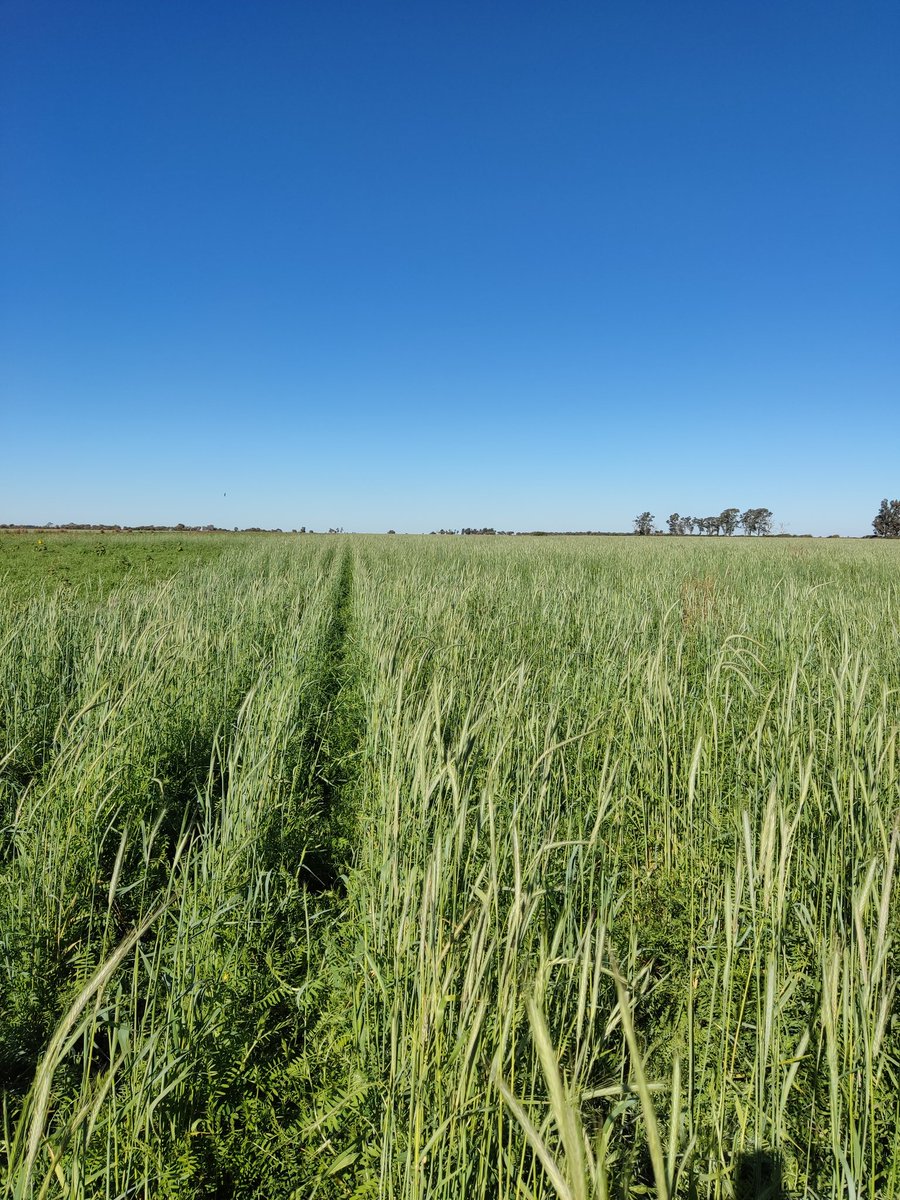 ag_argentinagro's tweet photo. Vicia/Centeno..una pareja que enamora!!🤩 https://t.co/DypgUb0awO