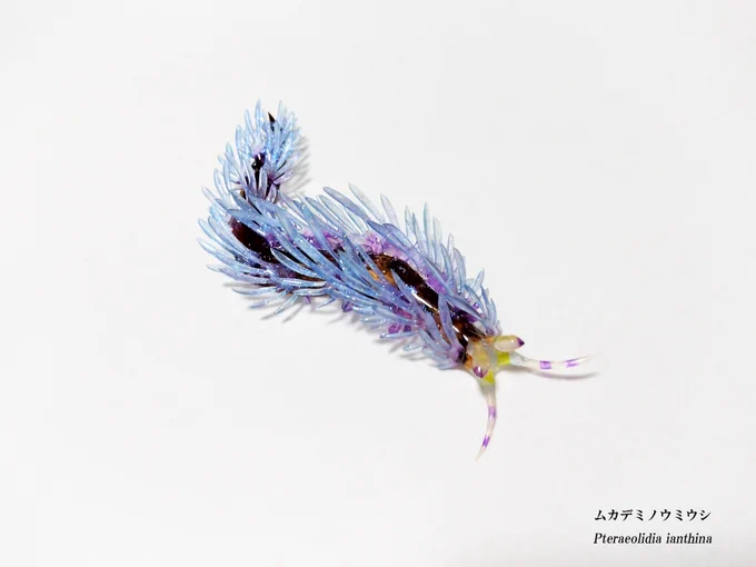 新作【ムカデミノウミウシ】学名:Pteraeolidia ianthina数年前から制作候補でしたがこの度、受注制作の機会をいただきようやく具現化しました!デフォルメやアレンジも可能ですが今回はリアルさ最優先取り出す頻度が多いとのことなので強度も踏まえたデザイン仕上げウミウシ万歳!! 