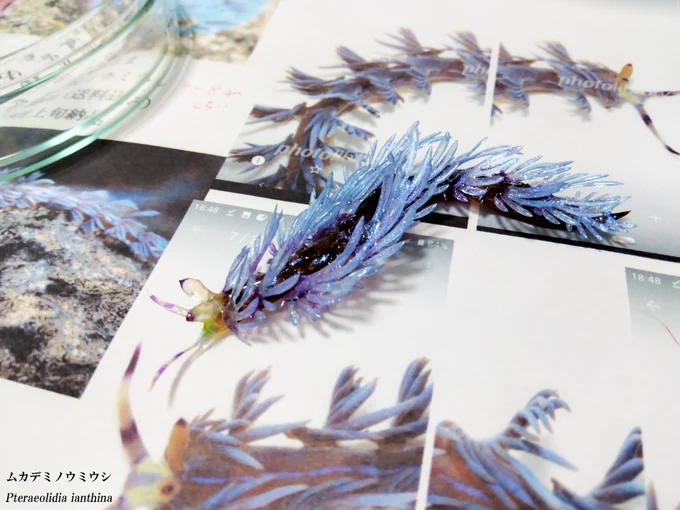 新作【ムカデミノウミウシ】学名:Pteraeolidia ianthina数年前から制作候補でしたがこの度、受注制作の機会をいただきようやく具現化しました!デフォルメやアレンジも可能ですが今回はリアルさ最優先取り出す頻度が多いとのことなので強度も踏まえたデザイン仕上げウミウシ万歳!! 