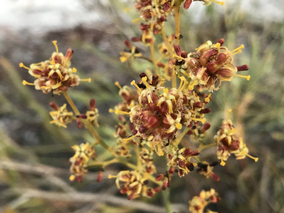 Fittzzyy's tweet photo. The many colours of #Stirlingia latifolia in bud and flower. #Proteaceae https://t.co/NezX0CMTUk
