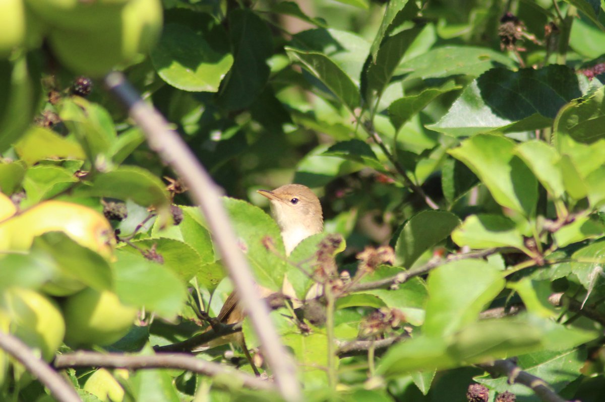 Jamie Cedar tweet media