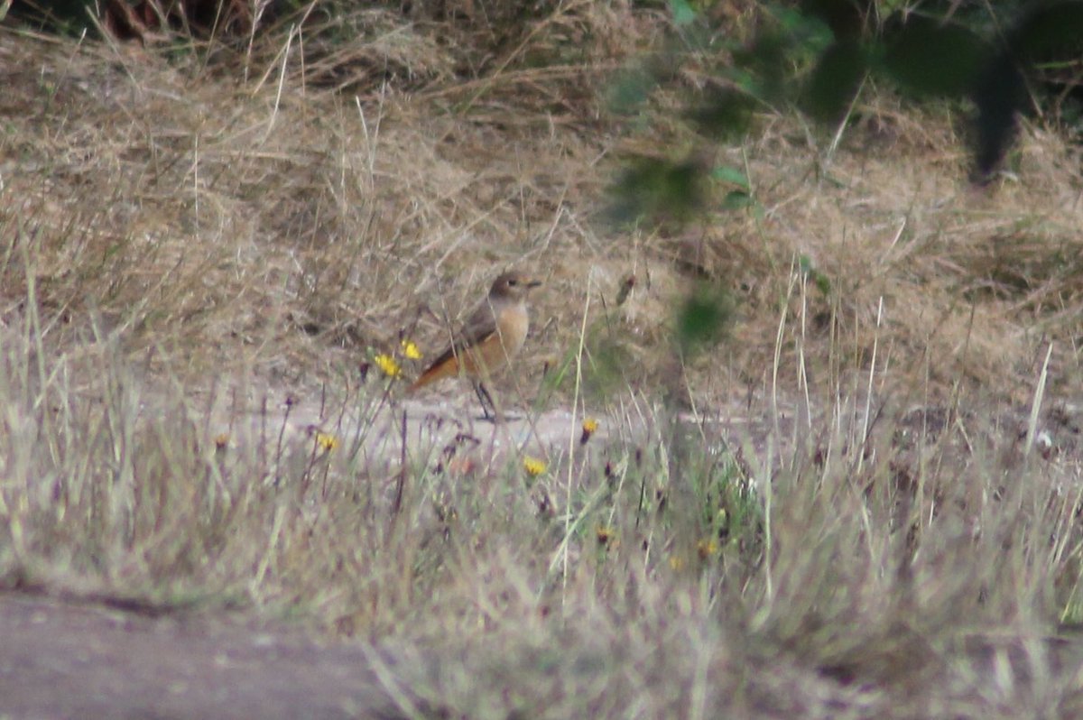 Jamie Cedar tweet media