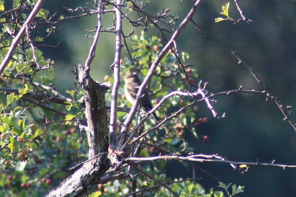 Jamie Cedar tweet media